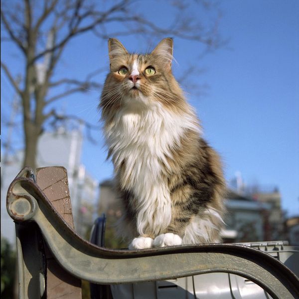 Norwegian forest cats are hefty. An adult cat can weigh more than seven kilograms.