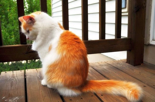 Turkish van is a very rare breed of cats