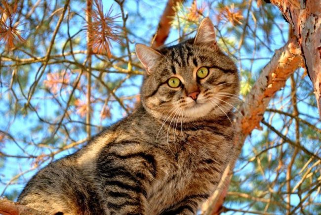 The character of Siberian cats is very similar to a dog. They are able to protect their home territory, to warn the owners about the visit of a stranger