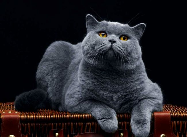 British cats are short-haired giants. Moreover, they are prone to gain weight.