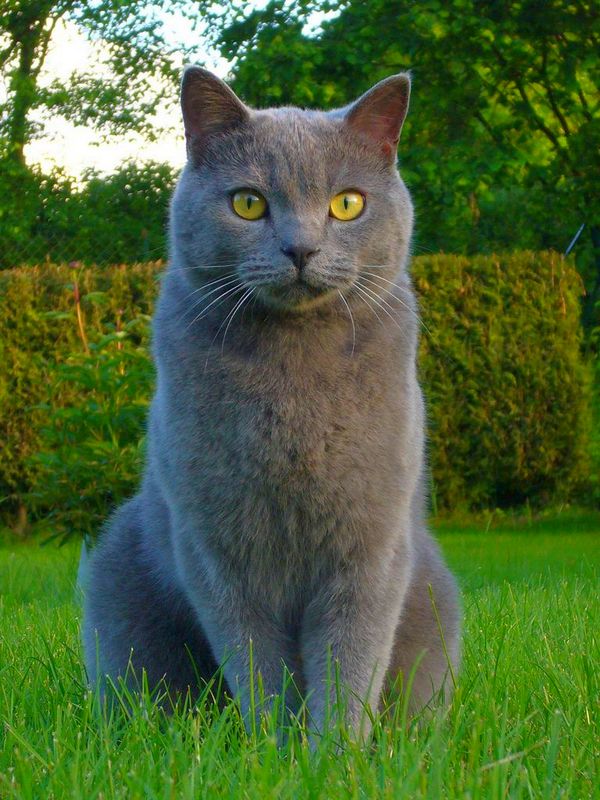 This breed of cats with big eyes is naturally well-bred, flexible and smart.