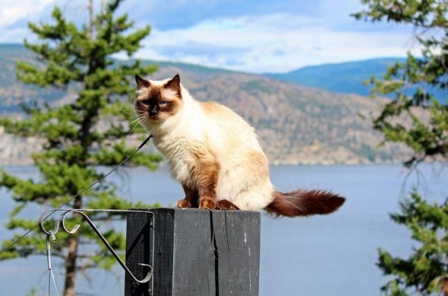 Ragdoll - an amazing, chic cat with a beautiful appearance and a wonderful disposition