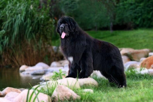 Newfoundland at first glance gives the impression of a smart, noble and intelligent dog