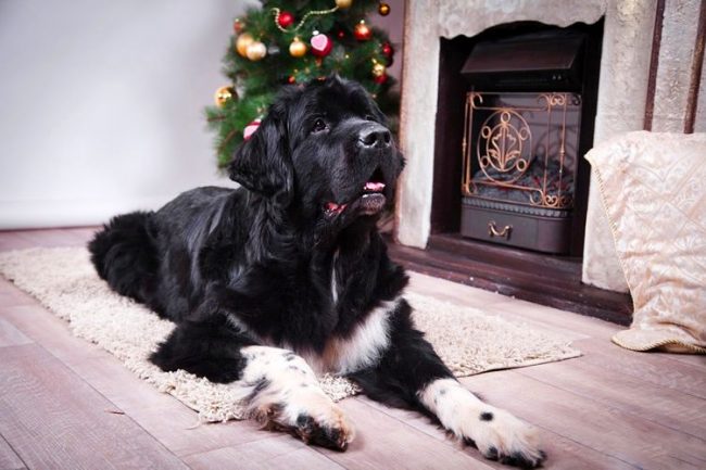 Newfoundland is a companion dog, and it is vital for him to be near a person.