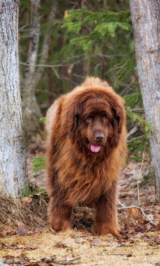 An incredibly hardy and strong dog, quite capable in an instant to put the enemy on the shoulder blades, Newfoundland, however, is devoid of any aggression towards people and other animals.