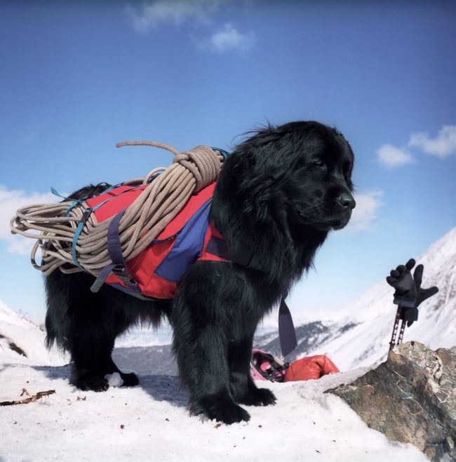 Newfoundland is, above all, a rescue dog, accustomed to making decisions and acting independently in critical situations.