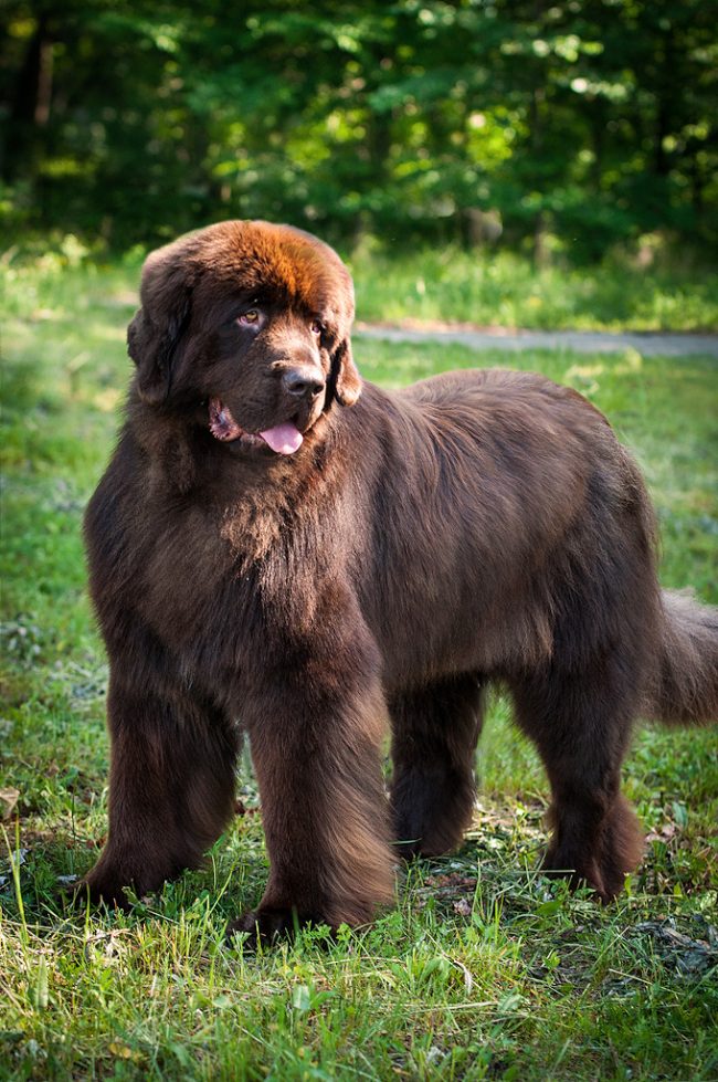 To keep Newfoundland's fur as smooth and flawless, we must not forget to regularly brush the pet with a hard brush.