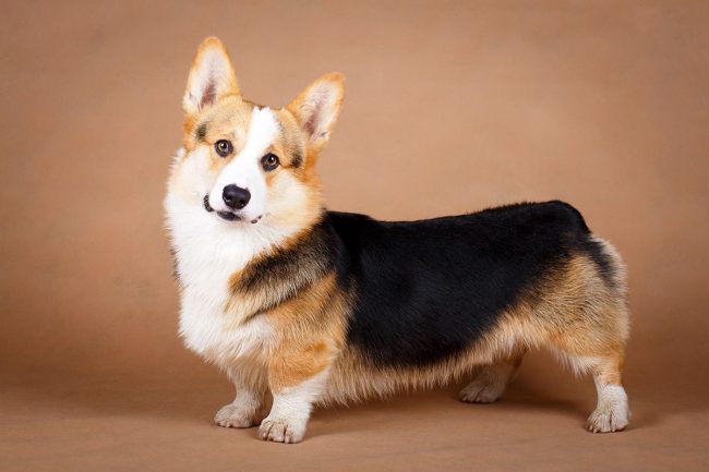 Welsh Corgi is a stocky, cheerful, tireless dog. Dogs of this breed are big workers, they are always on the alert