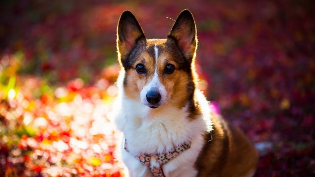 The Welsh Corgi are very obedient, loyal to their master, and therefore perfectly amenable to training