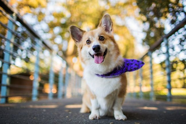 Welsh Corgi is an intelligent dog, which, at the same time, has a rare sense of humor for pets