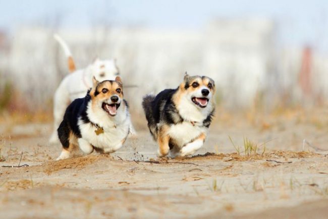Welsh Corgi is a very active dog that loves long walks and energetic games.