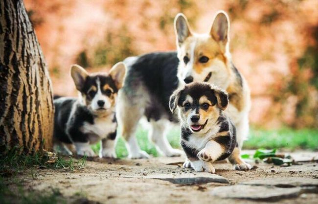 Welsh Corgi are very playful: they can play with each other and with the owners