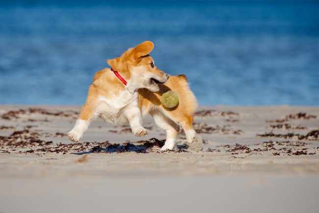 Welsh Corgi loves fun, but at the same time, without fear and timidity, he will defend himself