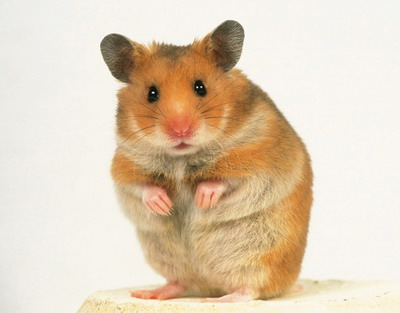 Hamster breeds with photos