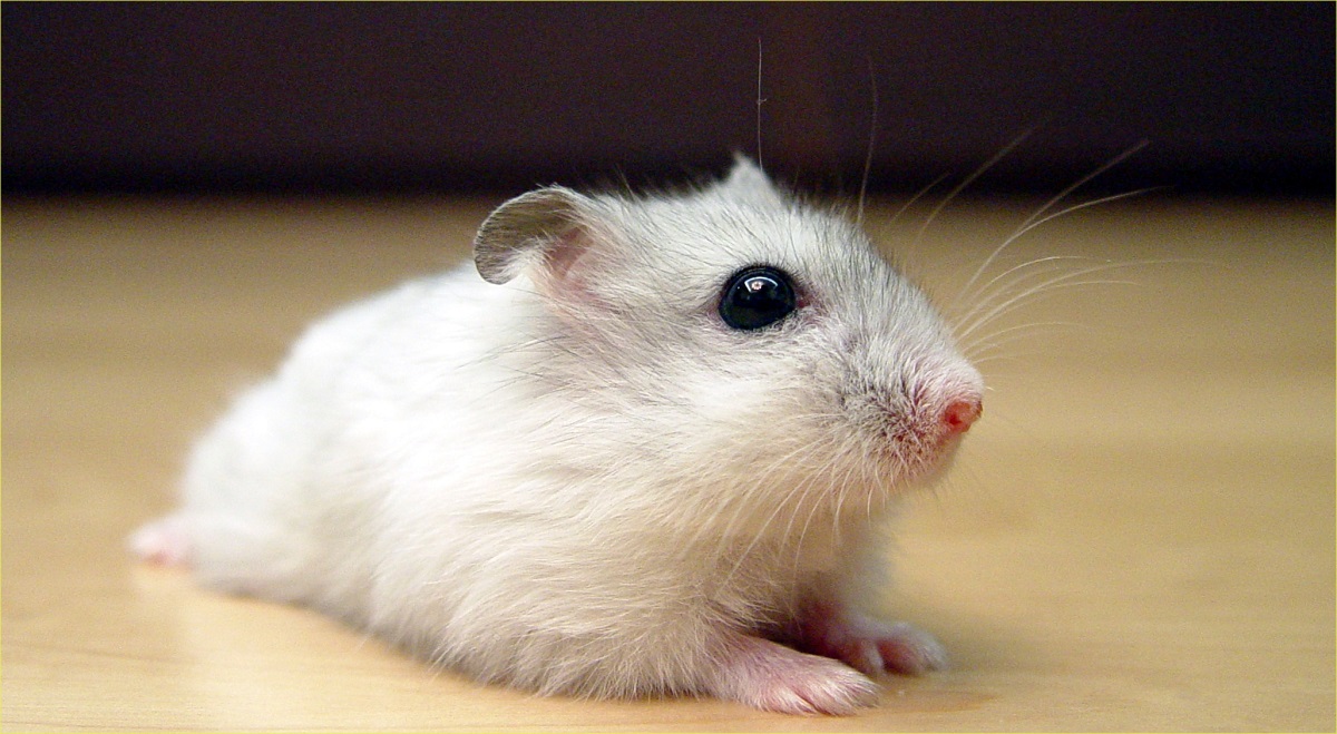 Hamster breeds with photos
