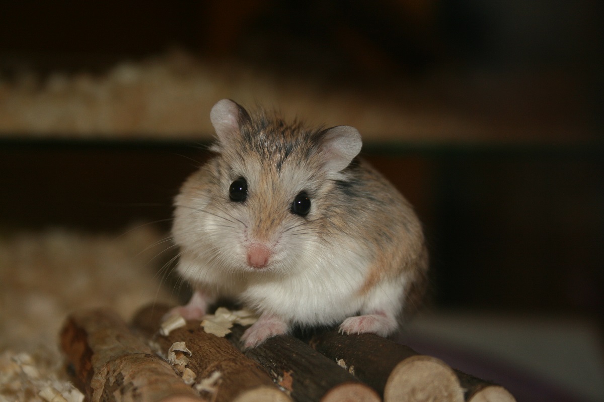 Hamster breeds with photos