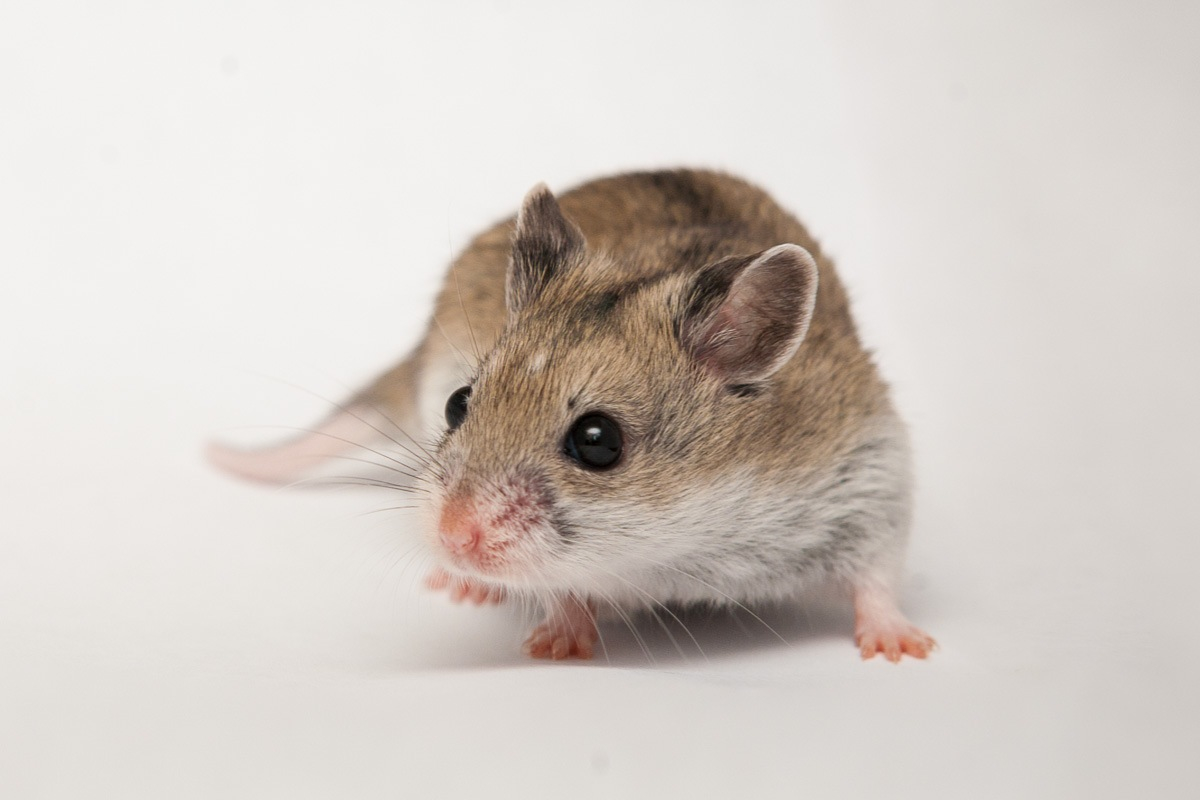 Hamster breeds with photos