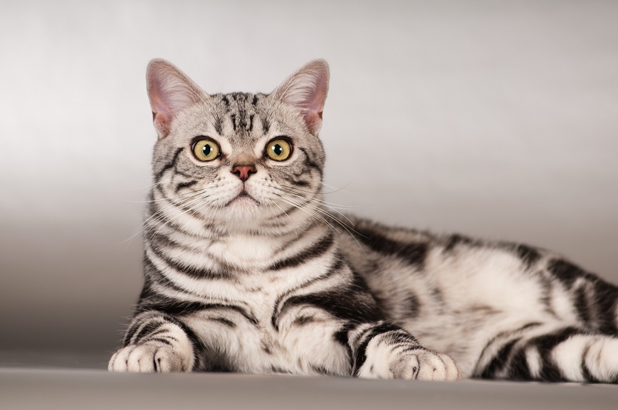 Breeds of cats that love and get along with dogs