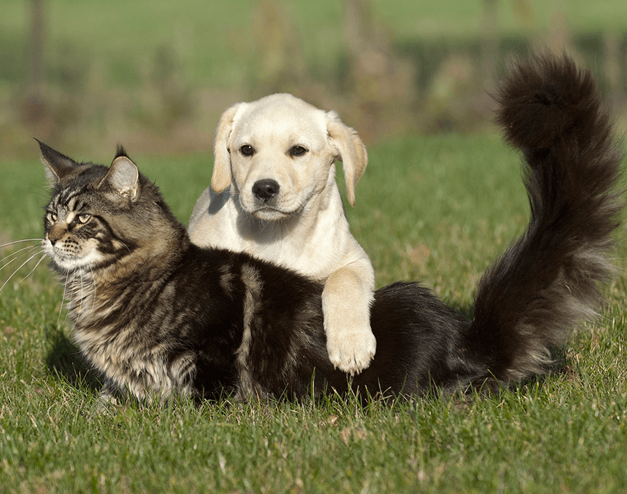 Breeds of cats that love and get along with dogs