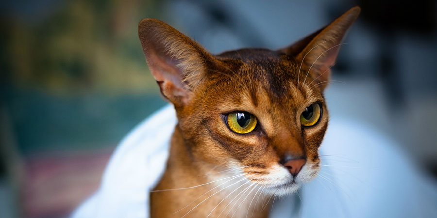 Breeds of cats that love and get along with dogs