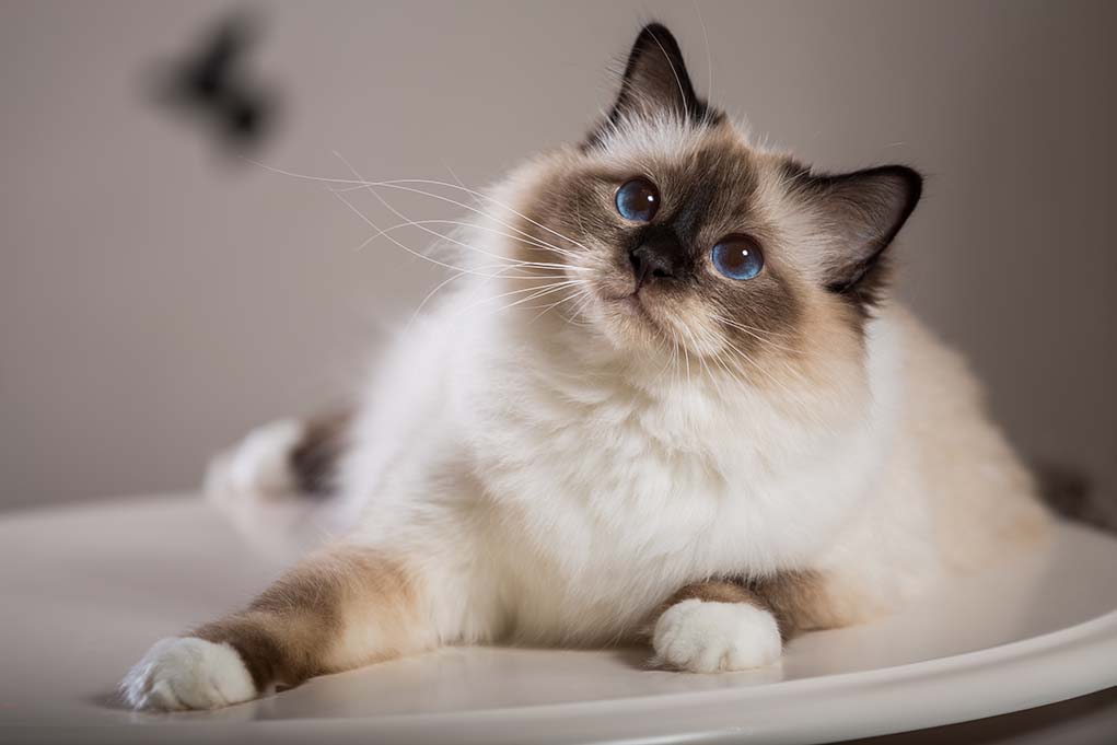 Breeds of cats that love and get along with dogs