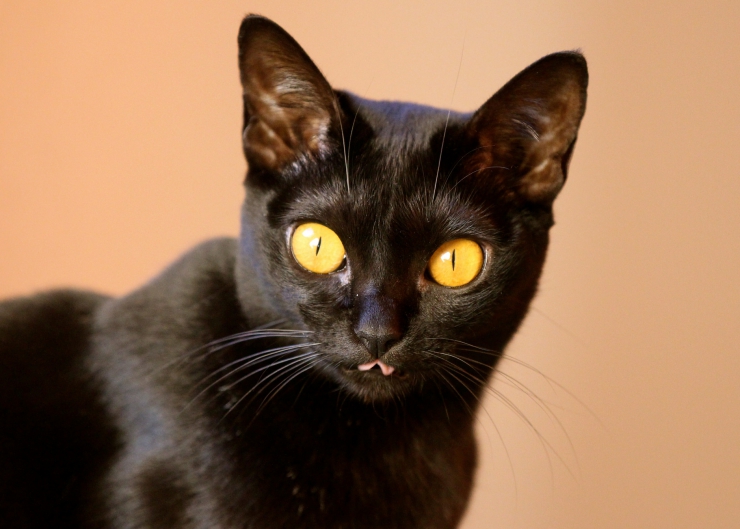 Breeds of cats that love and get along with dogs