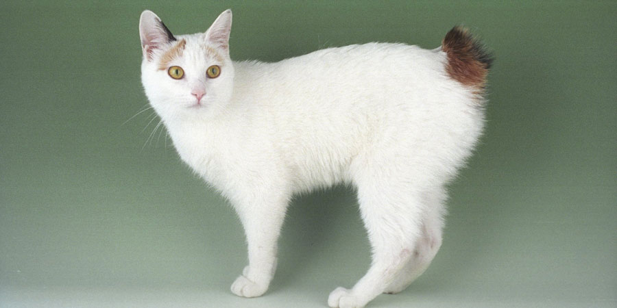 Breeds of cats that love and get along with dogs