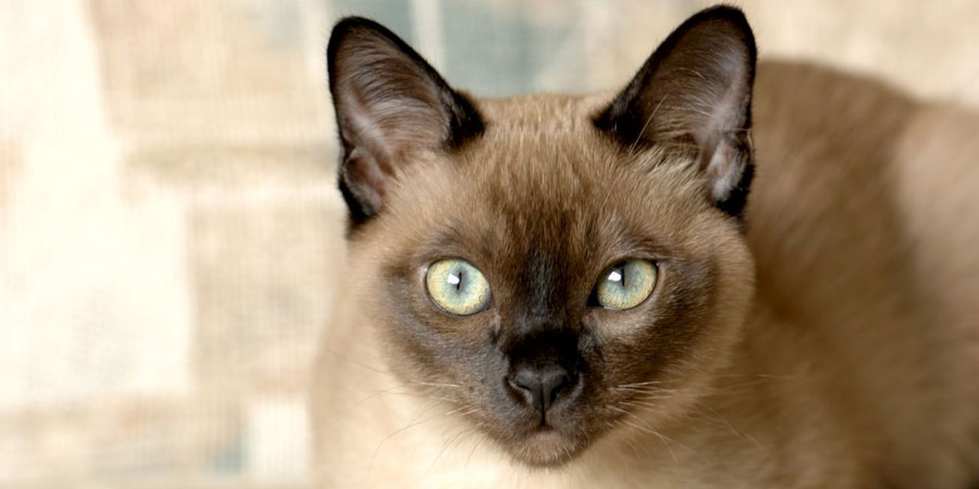Breeds of cats that love and get along with dogs
