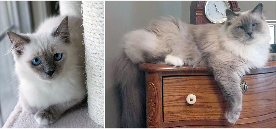 Breeds of cats that love and get along with dogs