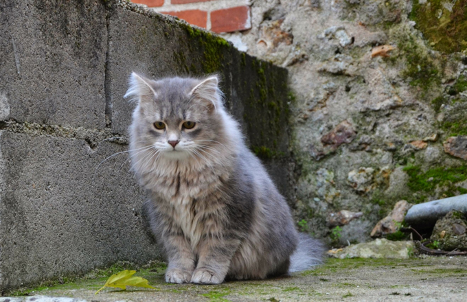 Breeds of cats that love and get along with dogs