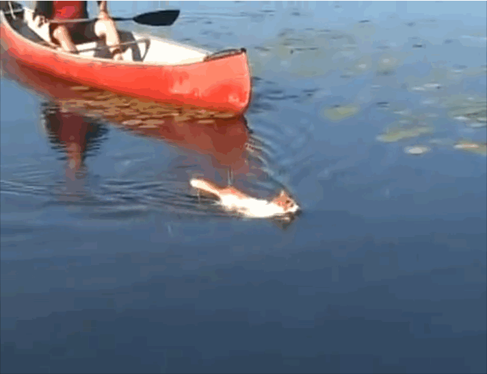 Breeds of cats loving water and swimming