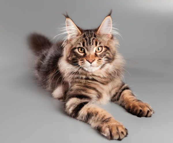 Breeds of cats loving water and swimming