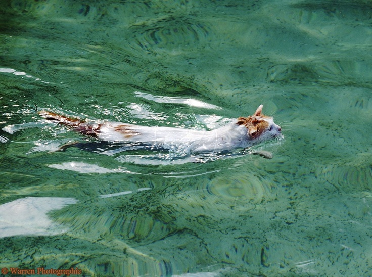 Breeds of cats loving water and swimming