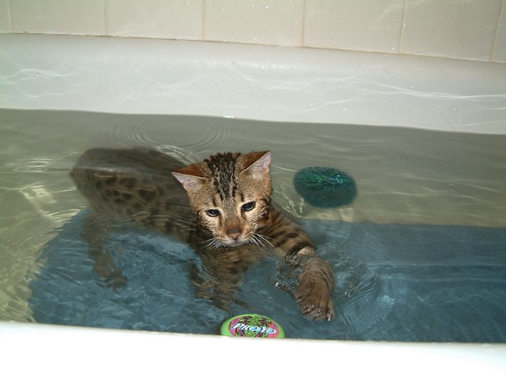 Breeds of cats loving water and swimming