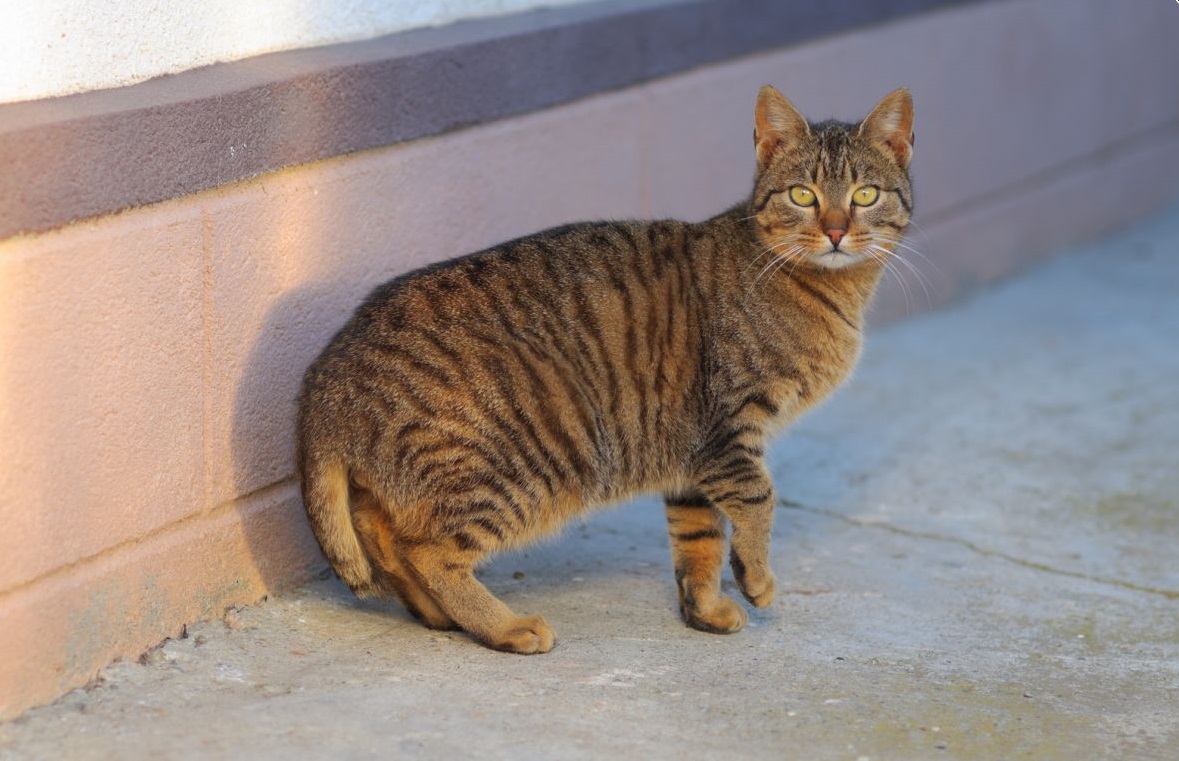 Breeds of cats loving water and swimming