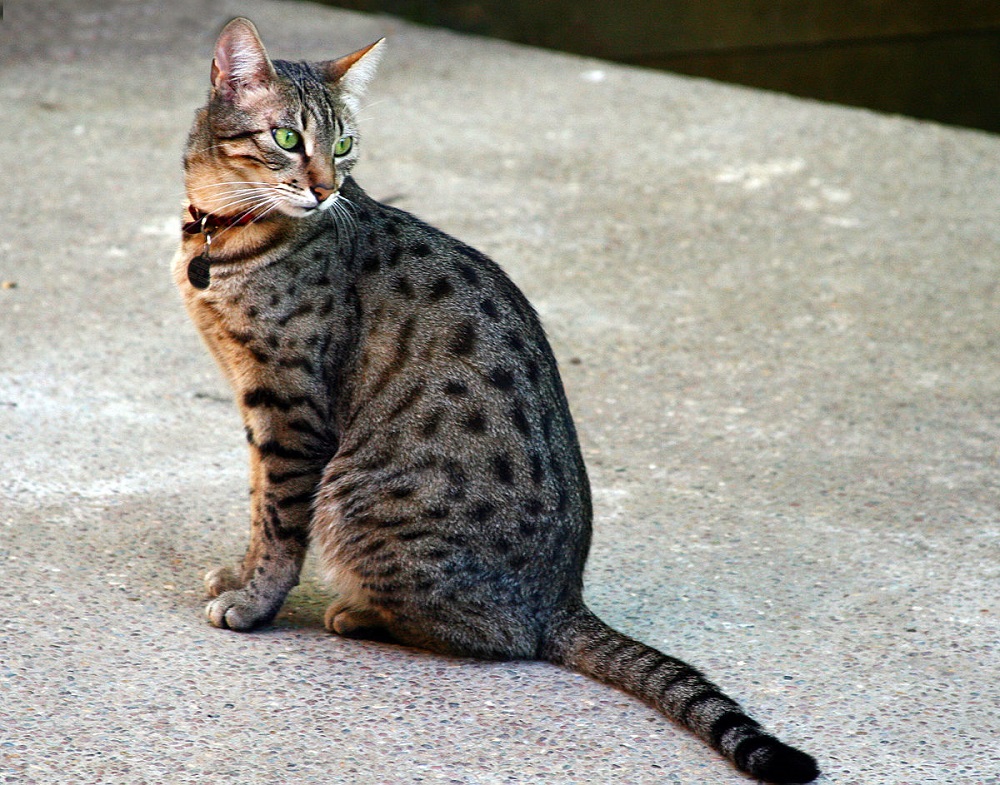 Breeds of cats loving water and swimming