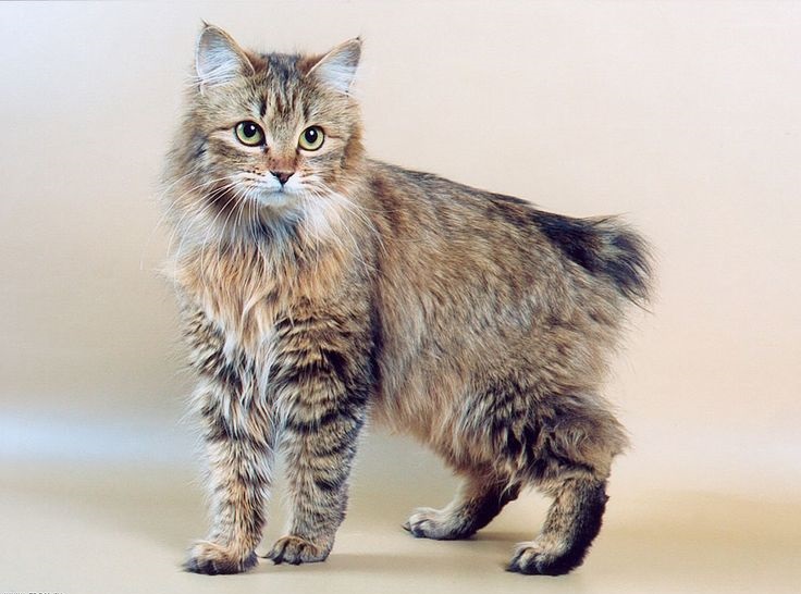 Breeds of cats loving water and swimming