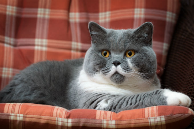 British Shorthair - breed with a large flattened face
