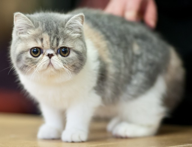 Exotic Shorthair cat - breed with a flat muzzle and big eyes