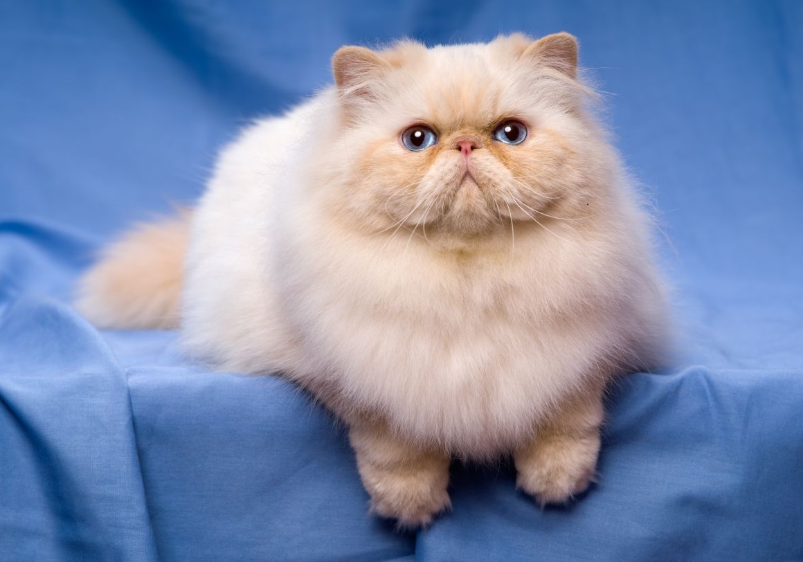 Persian cat