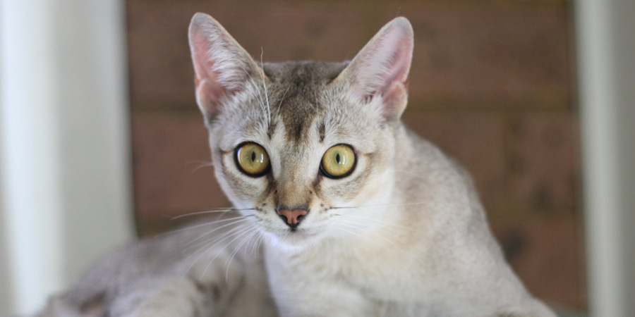 Burmilla