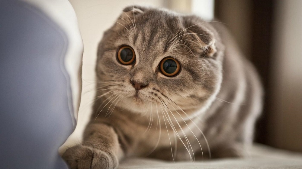 Scottish fold cat