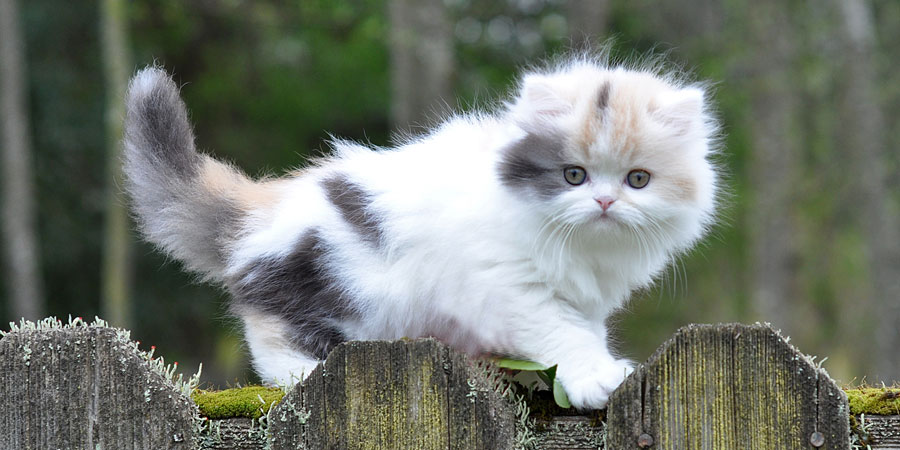 Munchkin