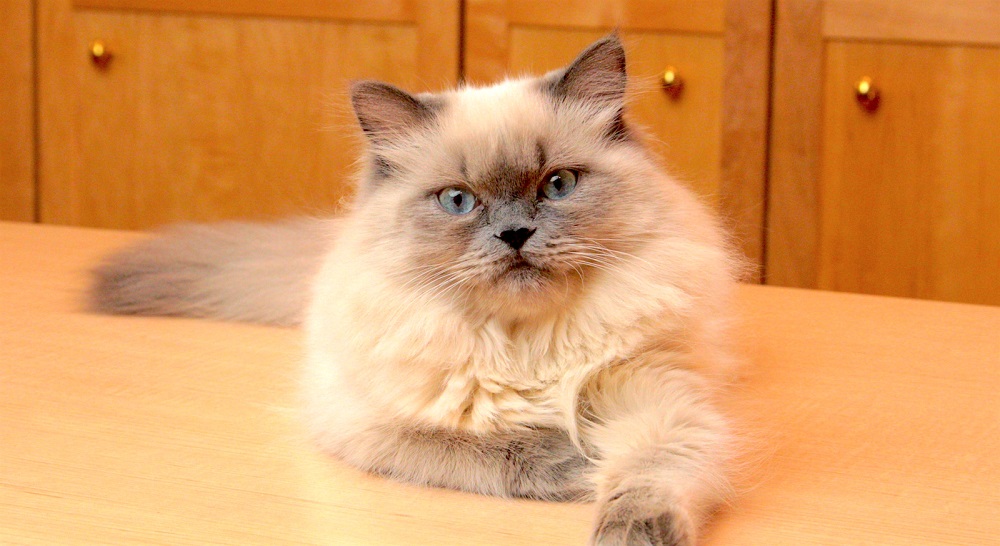 Himalayan cat