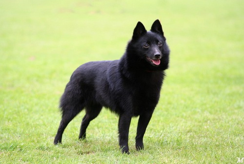 Dog breeds similar to foxes