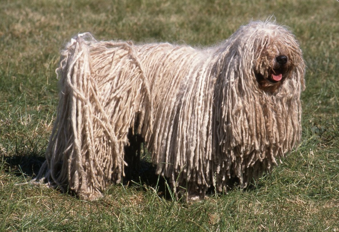 Dog breeds with dreadlocks - photos and names