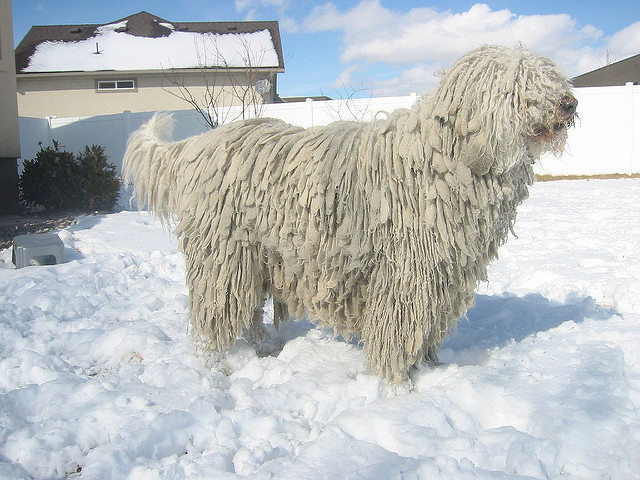 Dog breeds with dreadlocks - photos and names