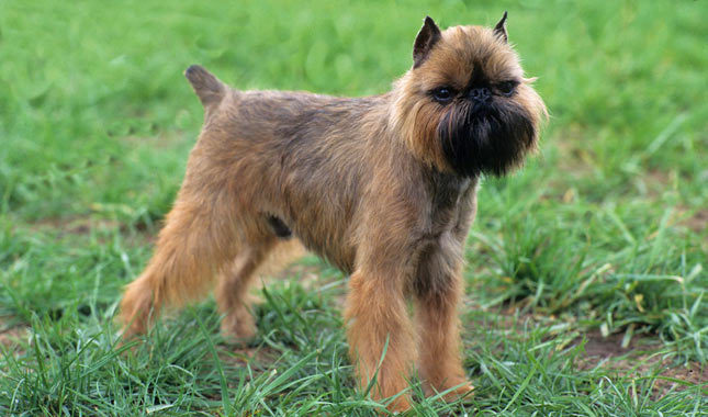 Breeds of dogs with which it is not necessary to walk and which don't fade
