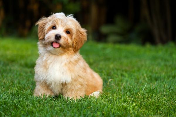 Breeds of dogs with which it is not necessary to walk and which don't fade