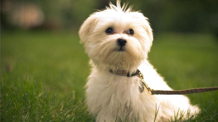 Breeds of dogs with which it is not necessary to walk and which don't fade